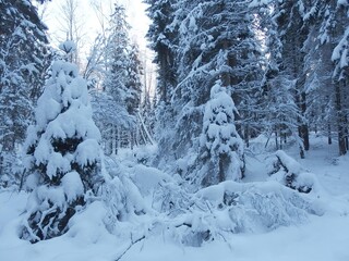 Fototapeta na wymiar Beautiful snowy forest in sunny witner day