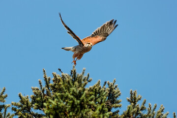 Close-up photo of a bird of prey flying  in a dynamic pose, isolated on a neutral background of blue sky. Common Kestrel, Falco tinnunculus. 