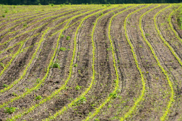 Fototapeta na wymiar Young corn grows on the farmer's field.