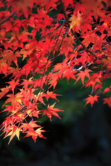 紅葉