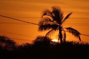 Sunset view with orange golden sky and trees and coconut tree and cable passing by