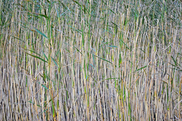 Obraz premium Thickets of grass in the coastal area of the lake