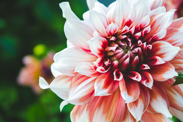 Close up picture of red white dahlia flower on green background, as nature wallpaper from the garden for greeting card. Autumn flowers with copy space for text. Herbs with small petals.