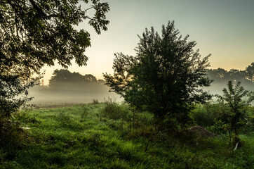 Fototapeta na wymiar Foggy sunrise in the forest