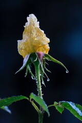 Close-up portrait of yellow rose with lots of drops of water in strong backlight. Neutral green background. Very high resolution photo, suitable for large print.