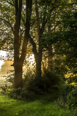 Naklejka premium Morning sun rays in the forest