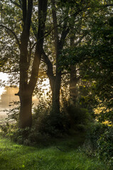 Obraz premium Sun rays in the forest