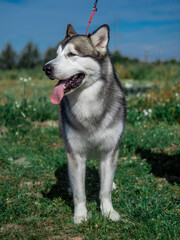 Portrait of a charming fluffy gray-white Alaskan Malamute close-up. Beautiful huge friendly sled dog breed. A female Malamute with beautiful intelligent brown eyes.