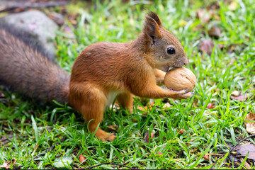Naklejka na ściany i meble A cute red squirrel in the forest holds a walnut in its sharp claws with its paws.