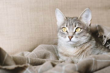 Obraz premium A beautiful striped gray cat with yellow eyes. A domestic cat lies on the couch under a beige plaid. The cat in the home interior. Image for veterinary clinics, sites about cats.