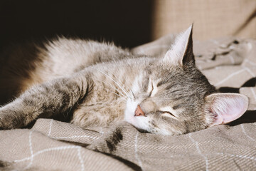 A domestic striped gray cat lies on the couch under a beige plaid and sleeps. The cat in the home interior. Image for veterinary clinics, sites about cats