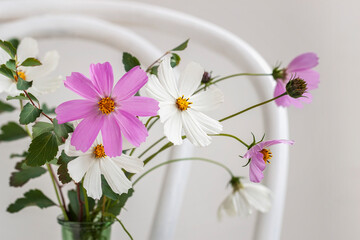 Bouquet of delicate cosmos flowers on old white viennese chair, still life on light background.