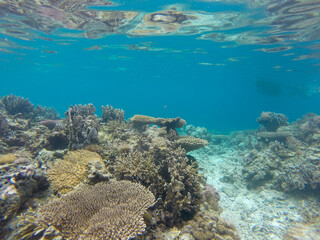 Fototapeta premium Underwater World with many corals in Palawan, Philippines