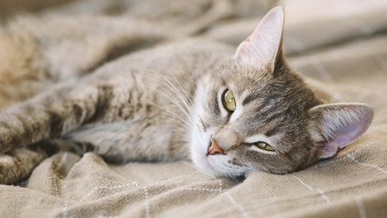 A beautiful striped gray cat with yellow eyes. A domestic cat lies on the couch under a beige plaid. The cat in the home interior. Image for veterinary clinics, sites about cats.