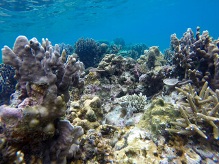 Fototapeta na wymiar Underwater World with many corals in Palawan, Philippines