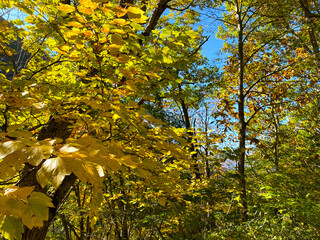 autumn leaves at shirakawa, Japan