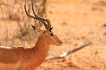 Gazellen in Tsavo East National Park, Safari in Kenia.