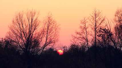 Fototapeta na wymiar dark sunset over the trees with crimson sky