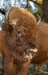 European bison (Bison bonasus), also known as the wisent. Muzzle of an animal at close range. The bull stuck out his tongue. © Piotr