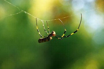 蜘蛛
