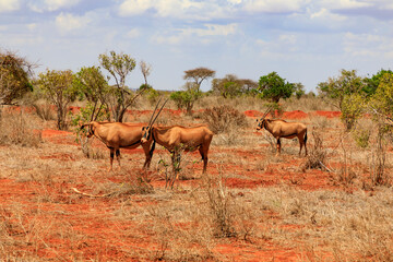 National Park Tsavo East in Kenia, Antilopen.