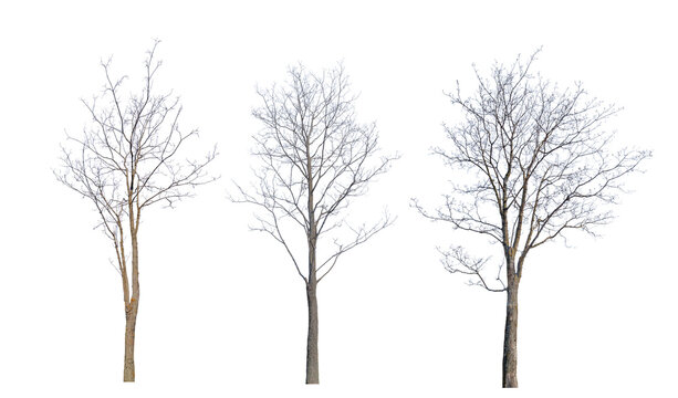 three winter brown trees with bare branches