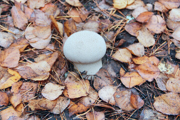 white mushroom of Lycoperdon growing among dry fallen leaves in forest