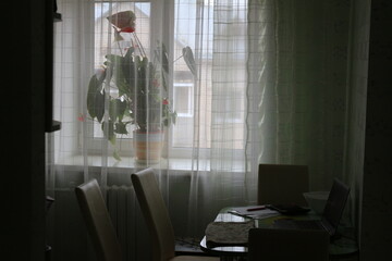 flower in the window