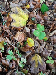 fallen autumn leaves