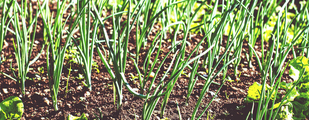 Organic Spring onion in the garden. Healthy vegetable food.