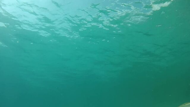 fishes underwater in Croatia watching to camera