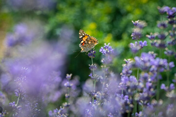 Vanessa cardui butterfly in purple flowers macro insect nature close up summer