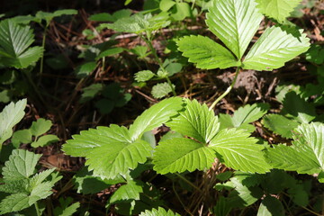 Woodland strawberries