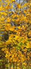 yellow autumn leaves