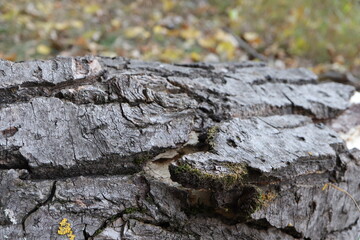 bark of a tree