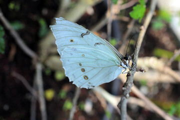 papillon bleu
