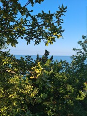 trees and sky
