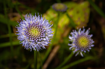 Wild Scabious