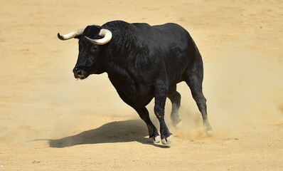 toro bravo español con grandes cuernos corriendo en una plaza de toros durante un espectaculo taurino