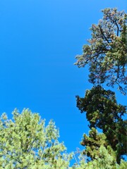 tree and sky