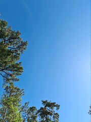 sky and tree