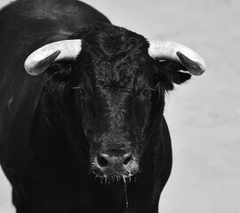 tipico toro español en una plaza de toros