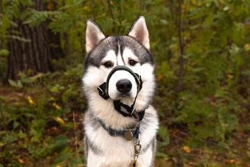 Handsome male Siberian Husky dog with sand covered halter against traction. Horizontal portrait...