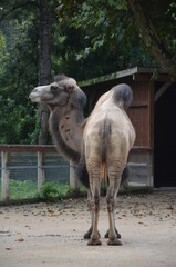 Side view of two humped camel standing in corral under sunlight at zoo
