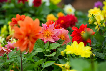 Colorful dahlias in the Park