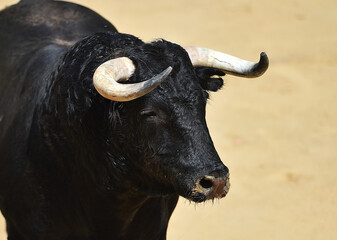 bull on spain on traditional spectacle of bullfight in the bullring