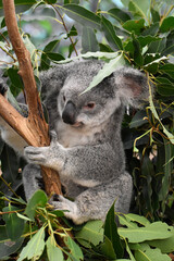 koala on the tree, Brisbane, Australia