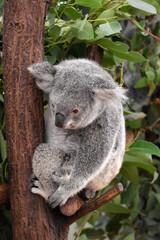Fototapeta na wymiar koala on the tree, Brisbane, Australia