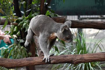 koala on the tree, Brisbane, Australia