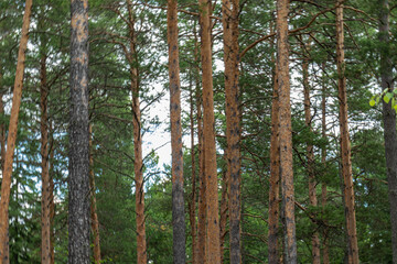 forest landscape with natural, beautiful, large, green coniferous trees in the forest © TANIANA GRYAZNEVA